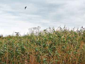 نیزار در جویبار